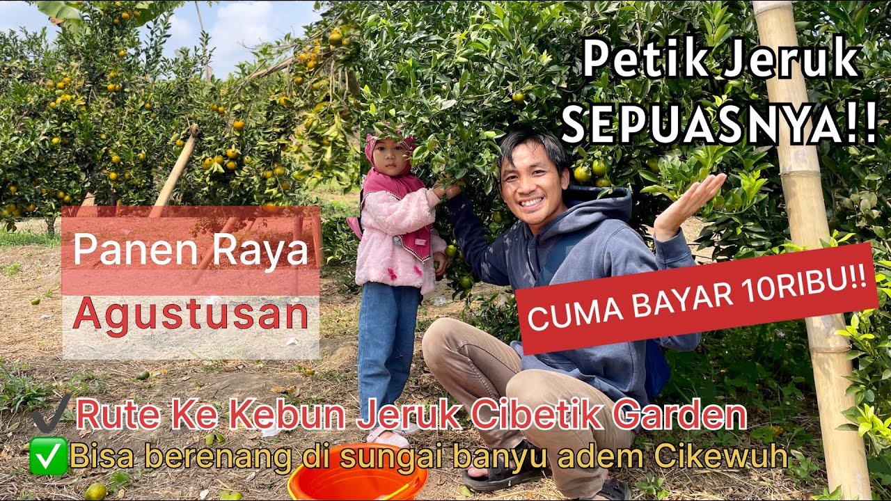 WISATA KEBUN JERUK CIBETIK GARDEN TAKTAKAN SERANG BANTEN! MAKAN JERUK SEPUASNYA, RUTE KE CIBETIK