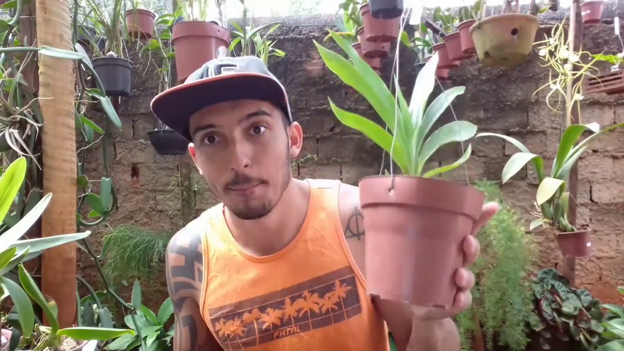 Zygopetalum: como cultivar ?