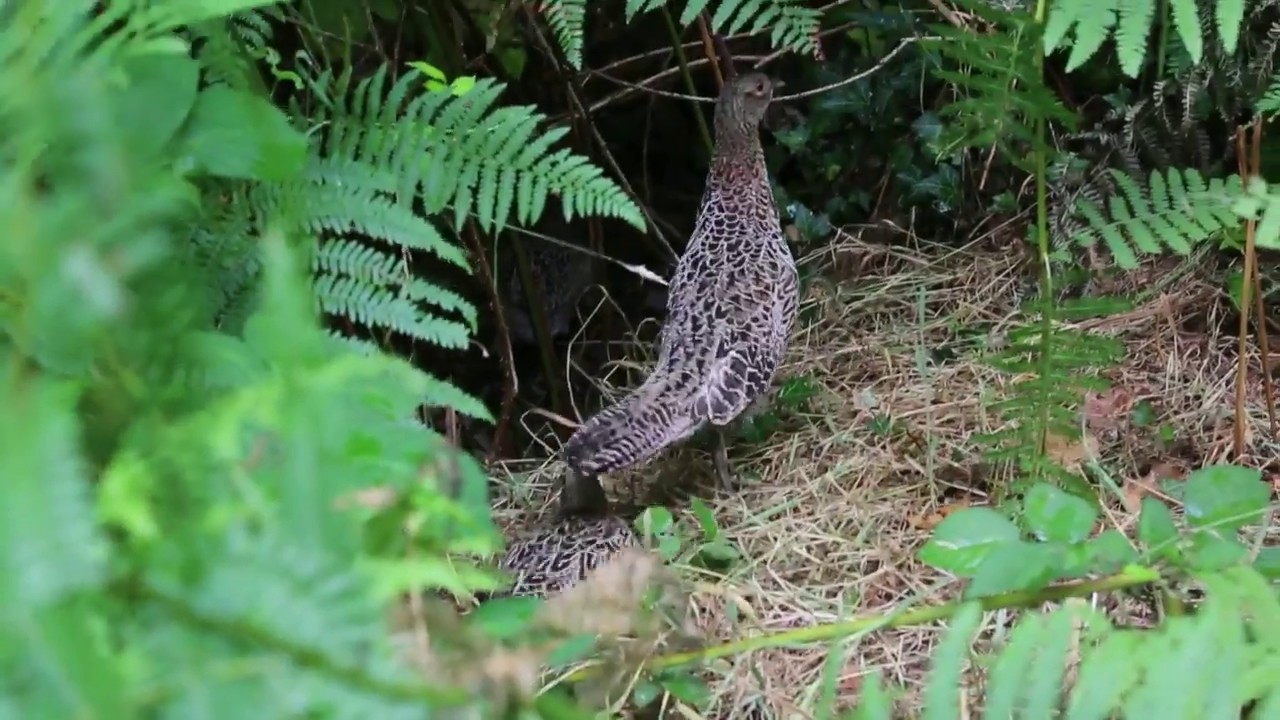 Elevage de faisans sous poules naines