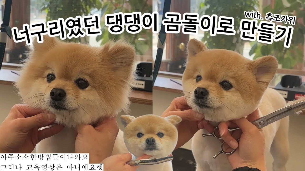 포메라니안 곰돌이 얼굴컷🐻ㅣ애견미용가위추천✂️흑조가위