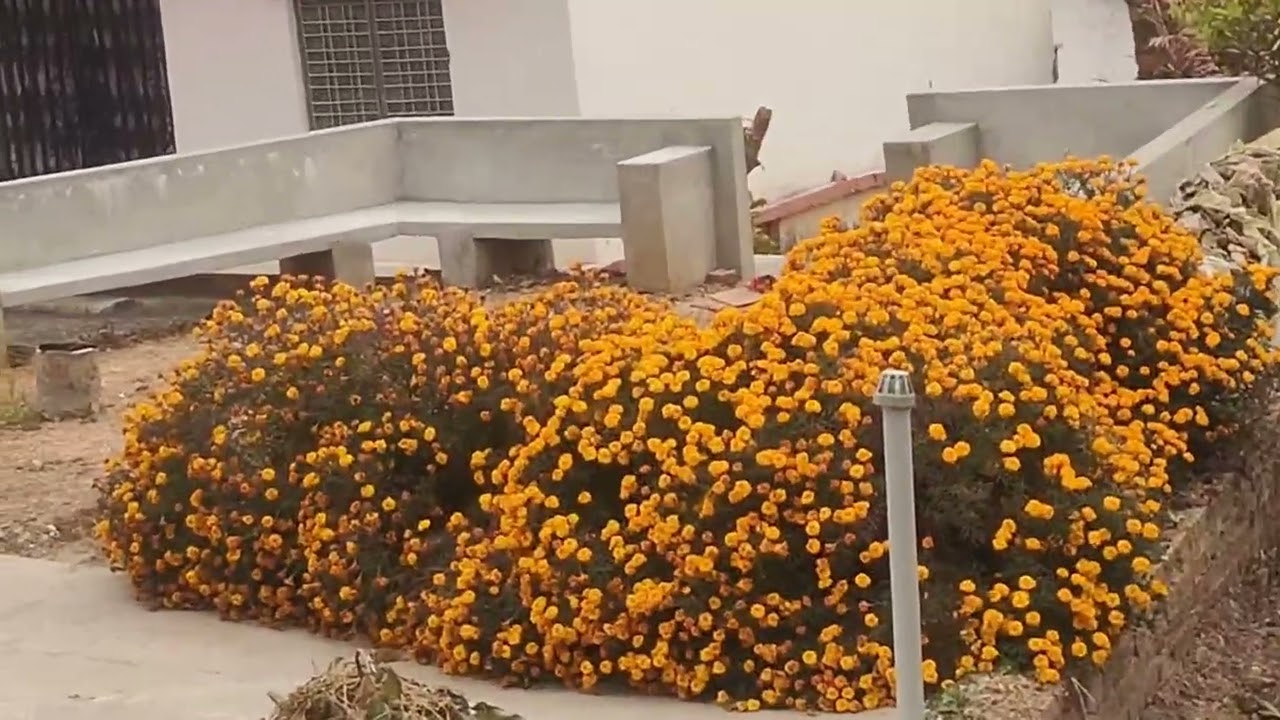 गांव मे पैदल चल के हालत ख़राब हो गई 😢😢😢😢😢