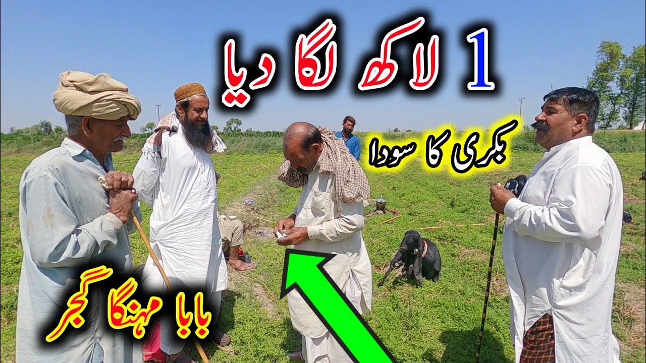 Purchasing Of Pregnant Beetal Goat From Baba Mehnga Gujjar  - Baba Mehnga Gujjar Goats