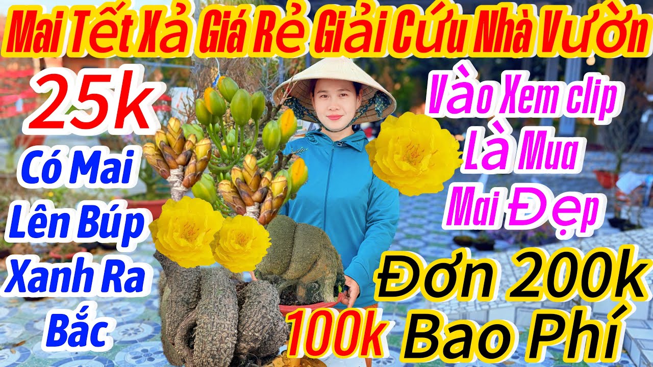 03/02☎️ 0914999920 ☎️🌴mai vàng chơi Tết 100k🌴giao lưu mã số-còn quá nhiều xả rẻ nhất vùng thanh lý 