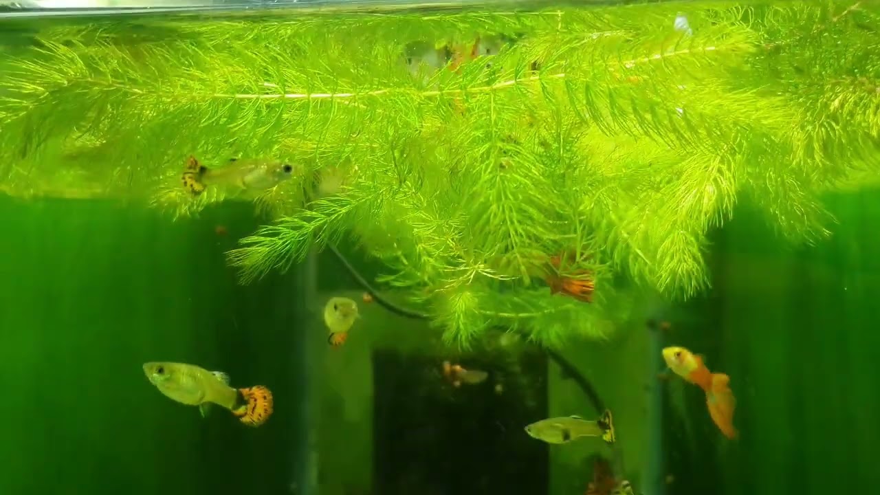 Cola De Zorro Y Fertilizante Para Plantas Acuáticas De Bajos Requerimientos!!