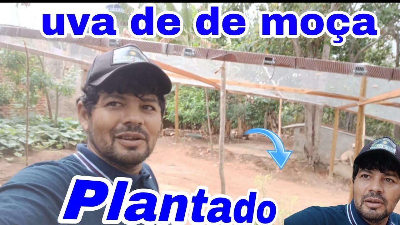 Uva dedo de moça plantado 