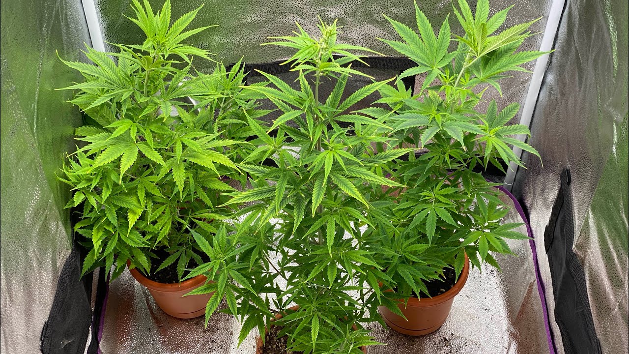 Indoor Cannabis grow weeks 9&10. How to switch the plants to flower!