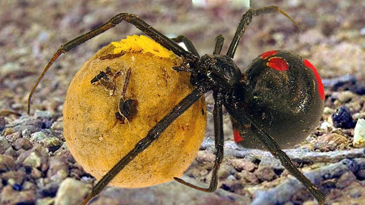 Mother Redback Spider Laying To Many Eggs