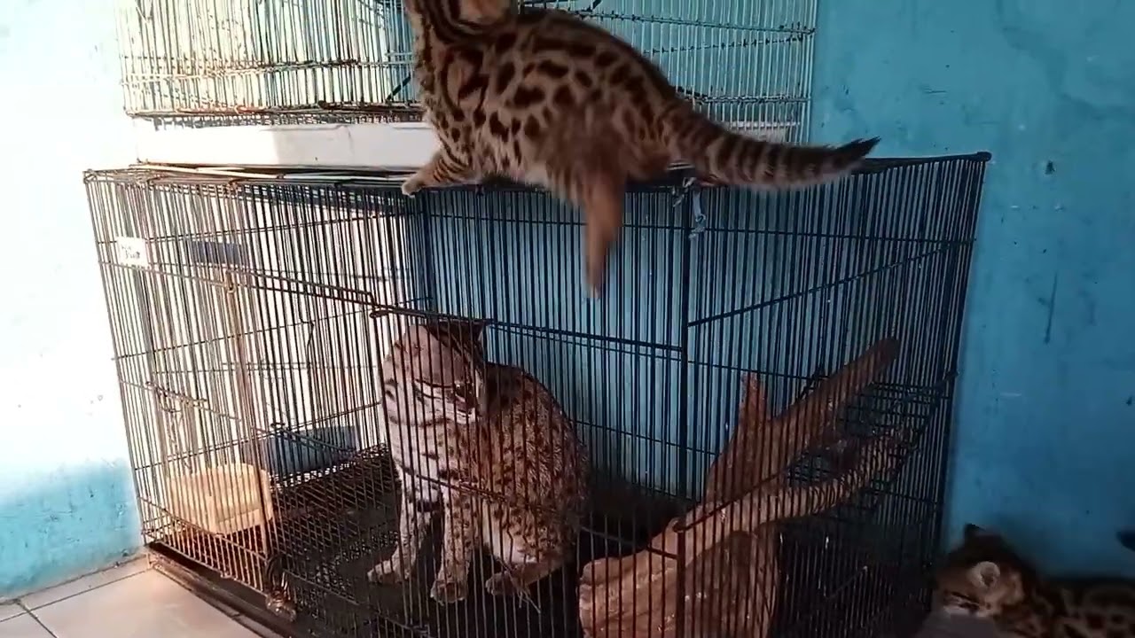 Perkembangan anakan kucing hybrid silangan kucing hutan sama kucing bengal usia 1,5 bulan