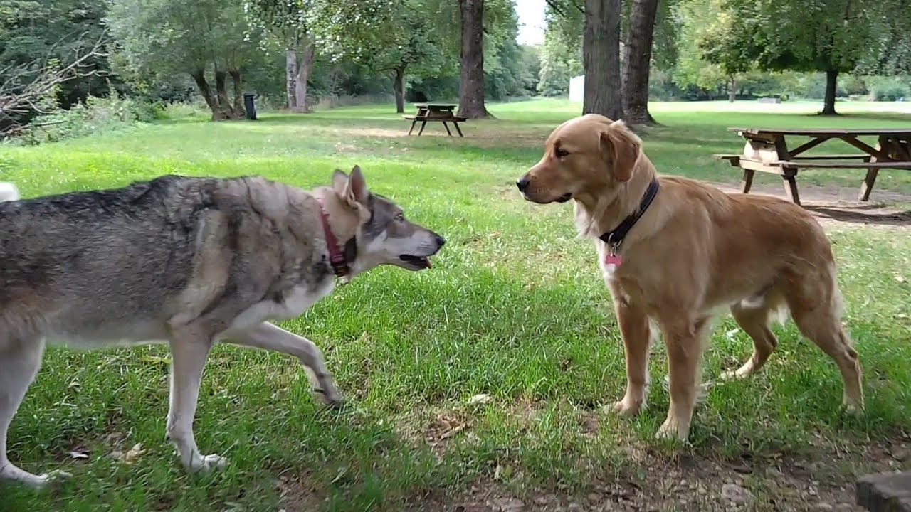 Wolfdog/Chien-loup de Saarloos/Loussia/Lifti/Titan