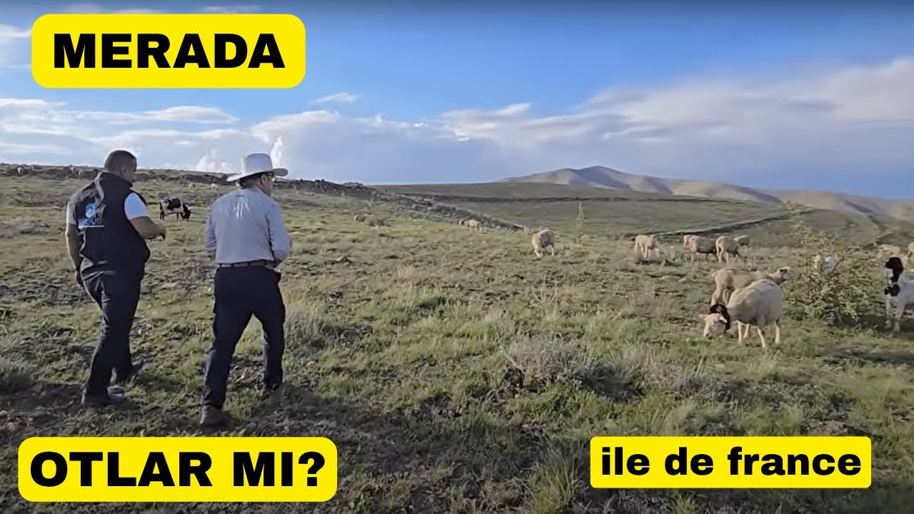 İle de France Merada YAYILIR mı? Gerçekten İşe Yarıyor mu?