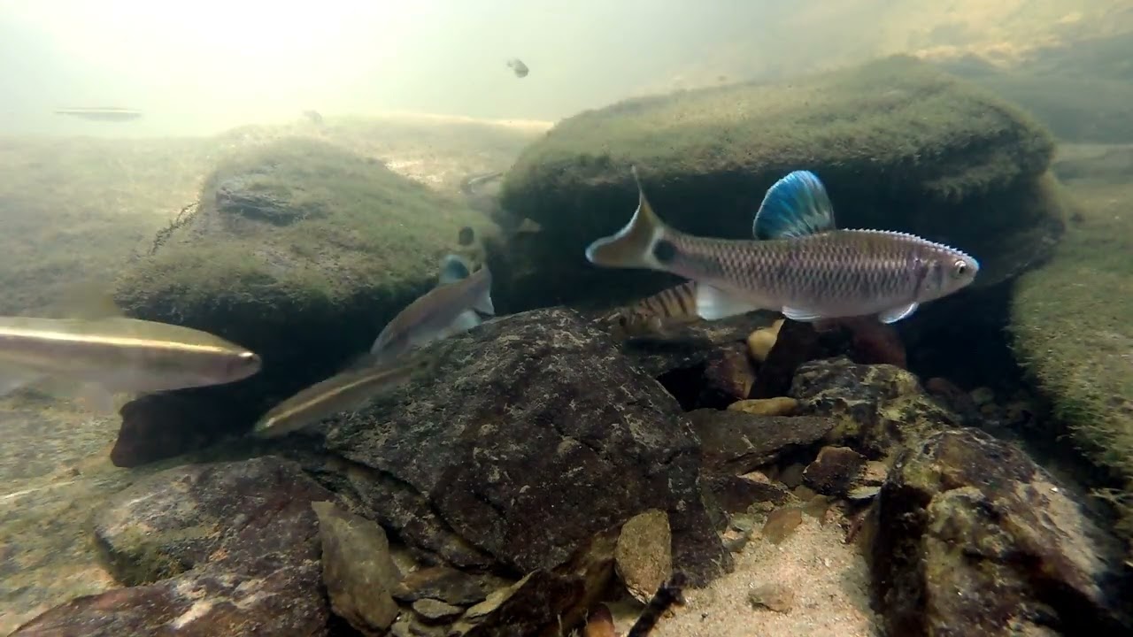 Alabama Shiner and Mobile Logperch in Tallaseehatchee Creek
