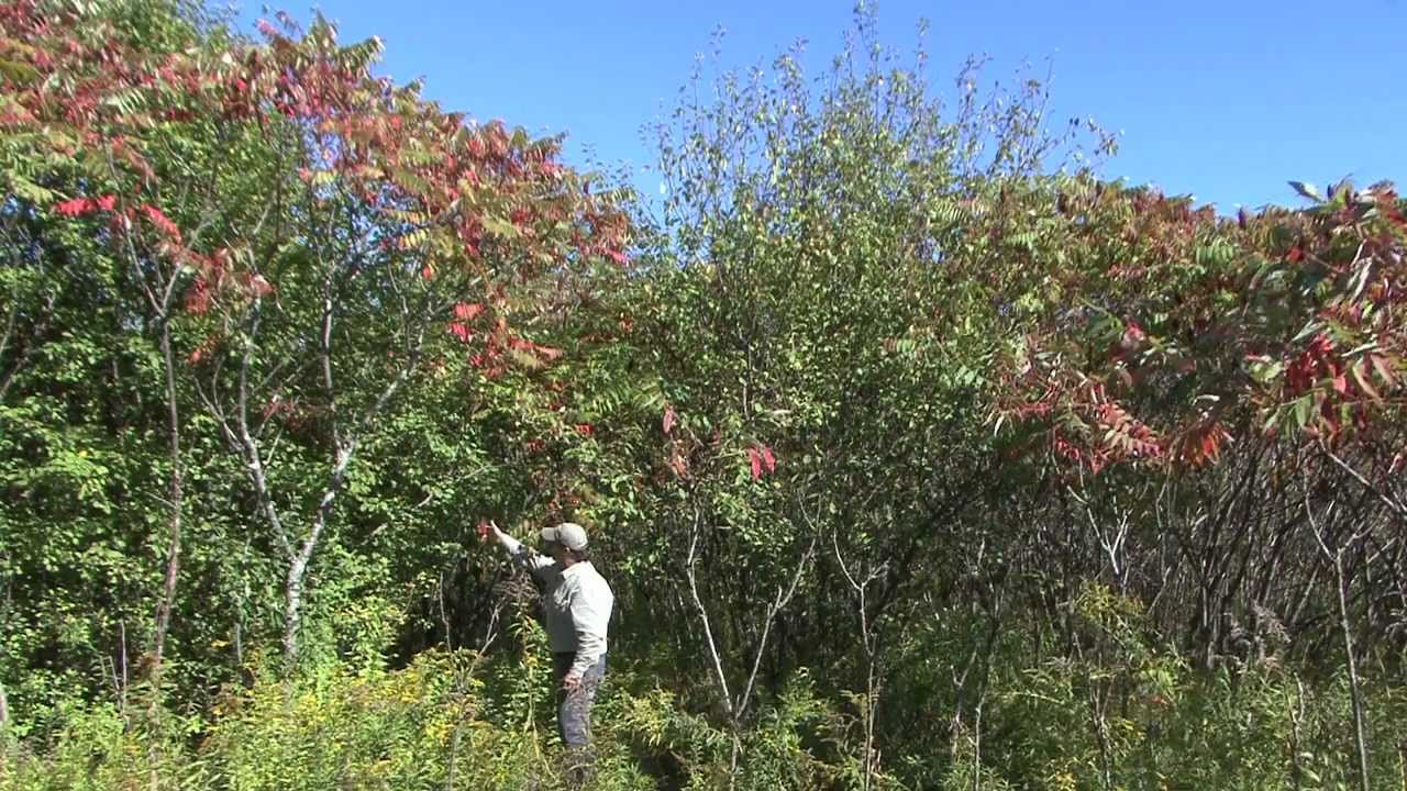 Survival Food The Amazing Sumac
