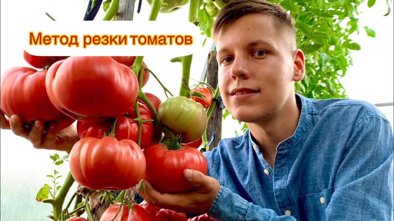 РАСКРЫВАЮ СЕКРЕТЫ БОЛЬШОГО УРОЖАЯ🍅ТОМАТЫ ПО МЕТОДУ РЕЗКИ🍅