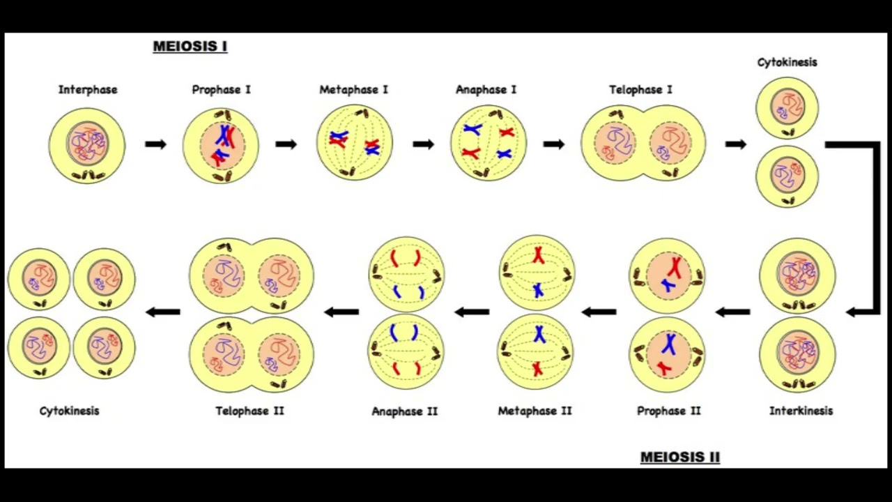 Meiosis