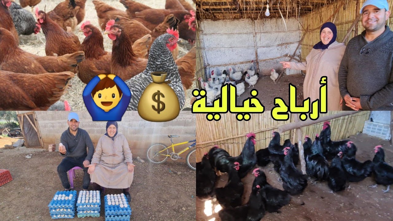 زيارة مي مليكة أكبر مزرعة الدجاج سلالات🤗أحسن مشروع ساهل ناجح%100 بدون تكليف كبيرة😳أرباح خيالية💰🤯