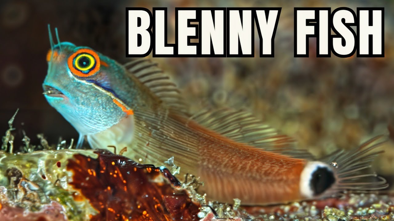 The 15 BEST Types of Blennies