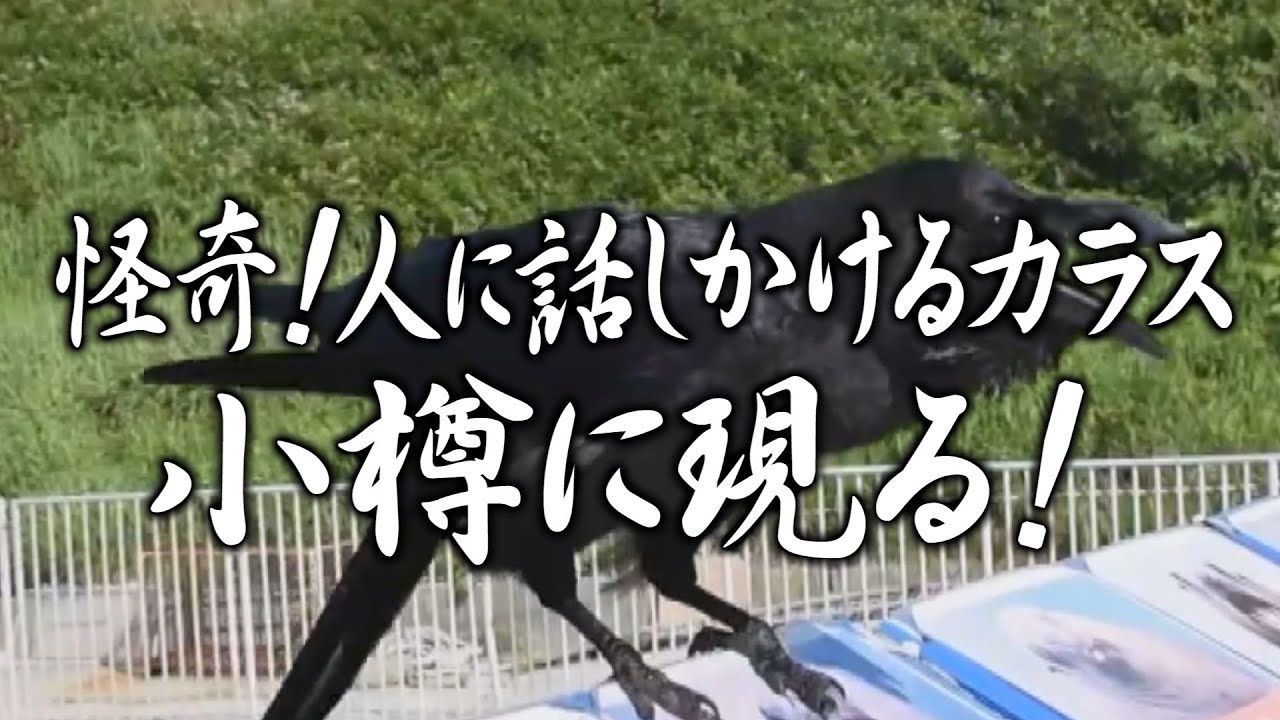 【話しかけてくる!?謎の