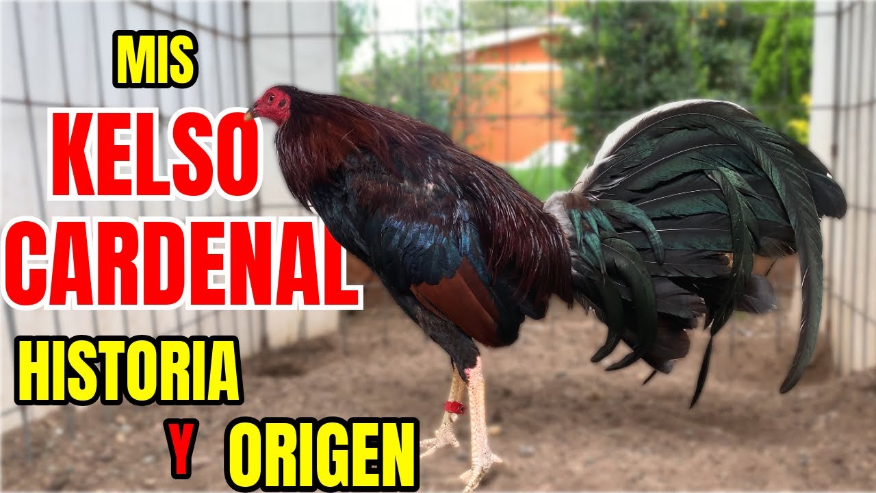 MIS KELSO CARDENAL... SU HISTORIA Y ORIGEN