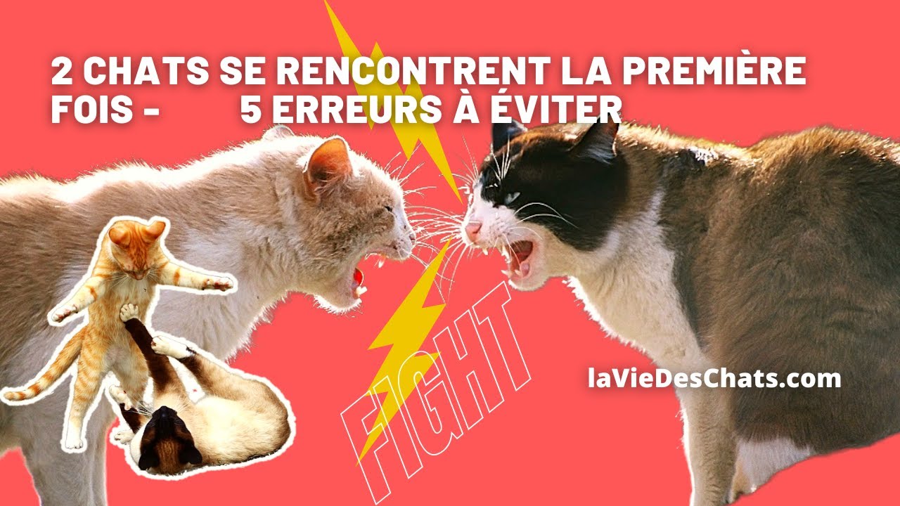 PREMI&Egrave;RES RENCONTRES ENTRE DEUX CHATS -TOP 5 erreurs