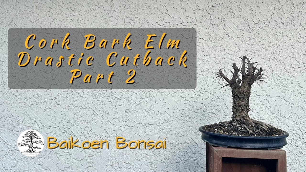 Cork Bark Elm - Broom Style Hokidachi Update 2024 -  Bonsai Techniques - Baikoen Bonsai Club