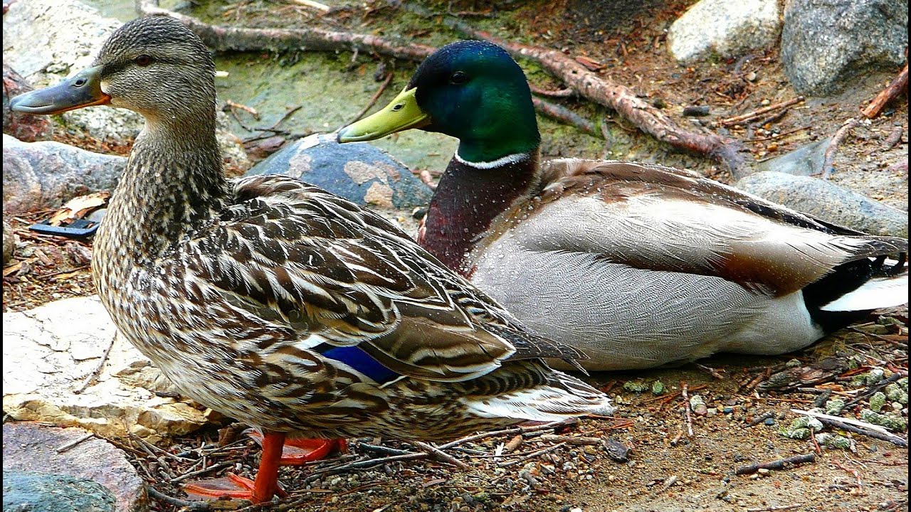 Ánade Real. Pato. Datos y curiosidades
