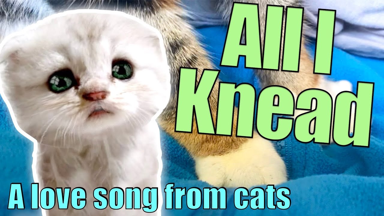 Cat Parody Song - All I Need / Knead (Is the Air That I Breathe - The Hollies)