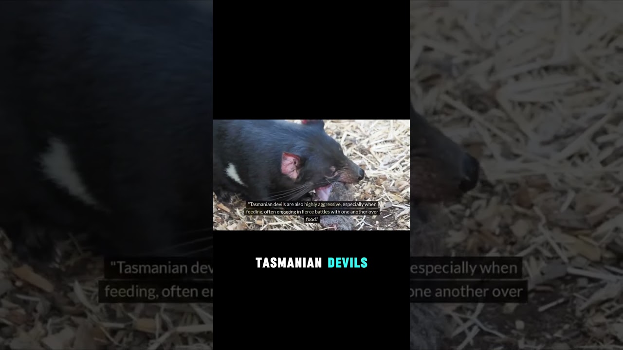 Meet the Fierce Tasmanian Devil  Nature's Pow