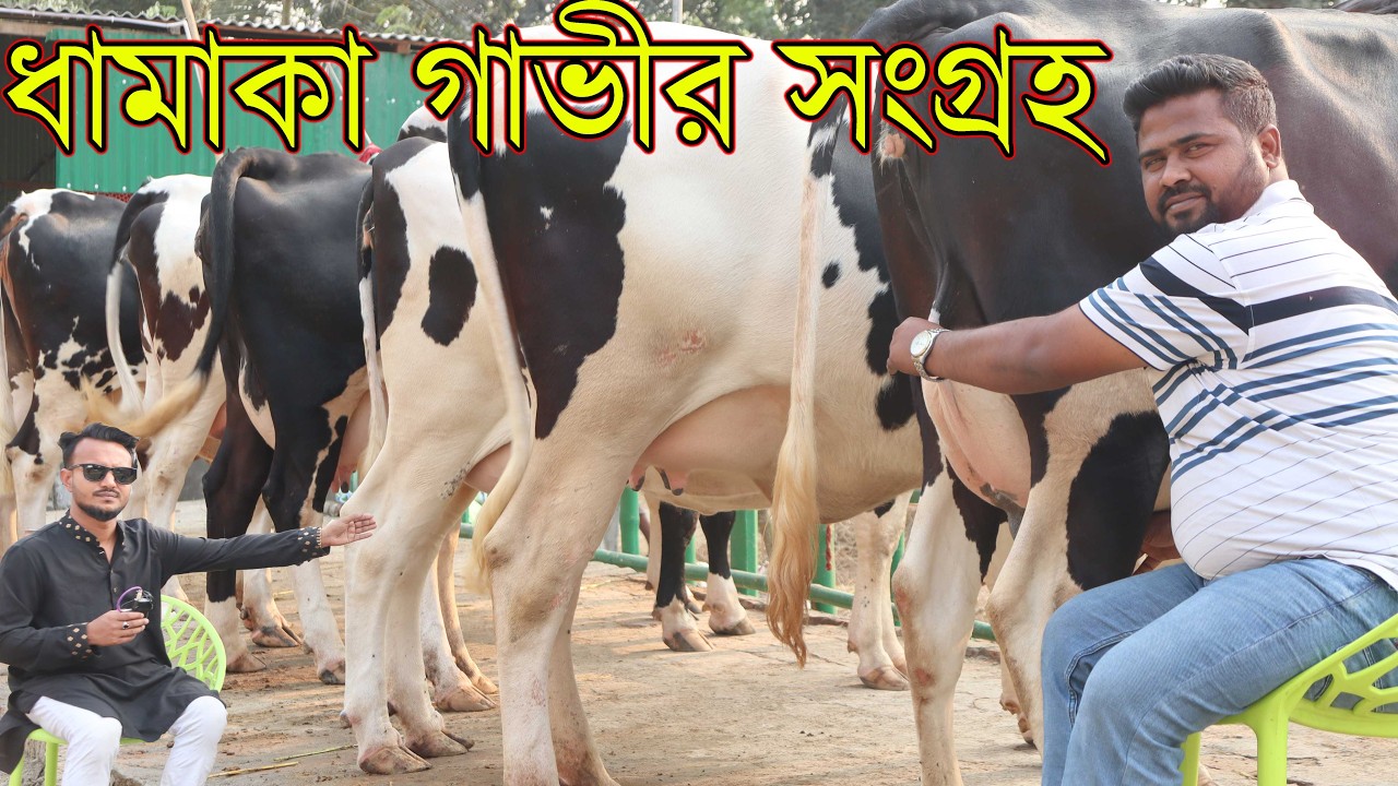 জনতা ডেইরী ফার্ম মানেই ব্র্যান্ডের গাভীর সংগ্রহ। পাবনা জেলার সবচেয়ে বড় বিক্রয়কেদ্র থেকে গাভী নিন।