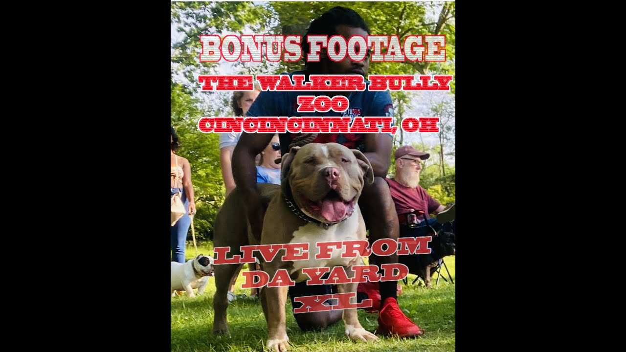 AMERICAN BULLIES | XL'S | XXL'S | DOG GROOMING | IS THE LARGE BREED BULLY UNDER APPRECIATED?