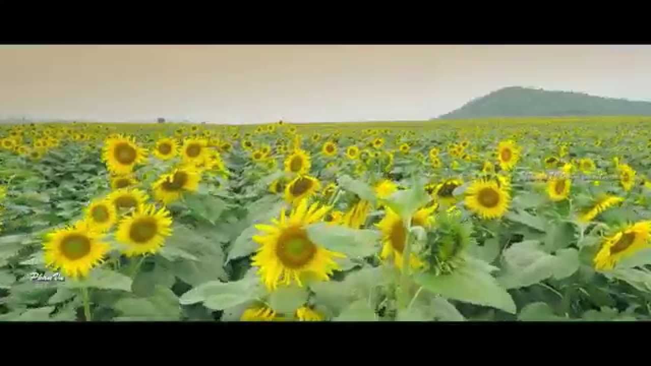 CÁNH ĐỒNG HOA HƯỚNG DƯƠNG - NGHỆ AN - FLYCAM
