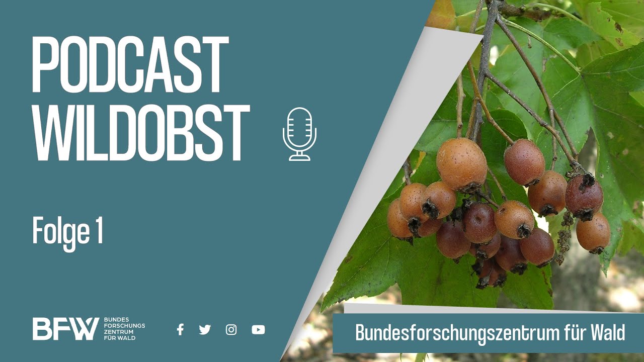 Podcast Wildobst | Teil 1