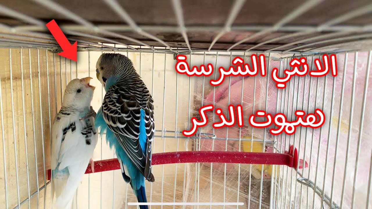 ذكر البادجي الهائج يحاول التزاوج مع الانثي الشرسة 😯و هي تضربة و تبعدة عنها | هتموتة ولا ايه دة😱