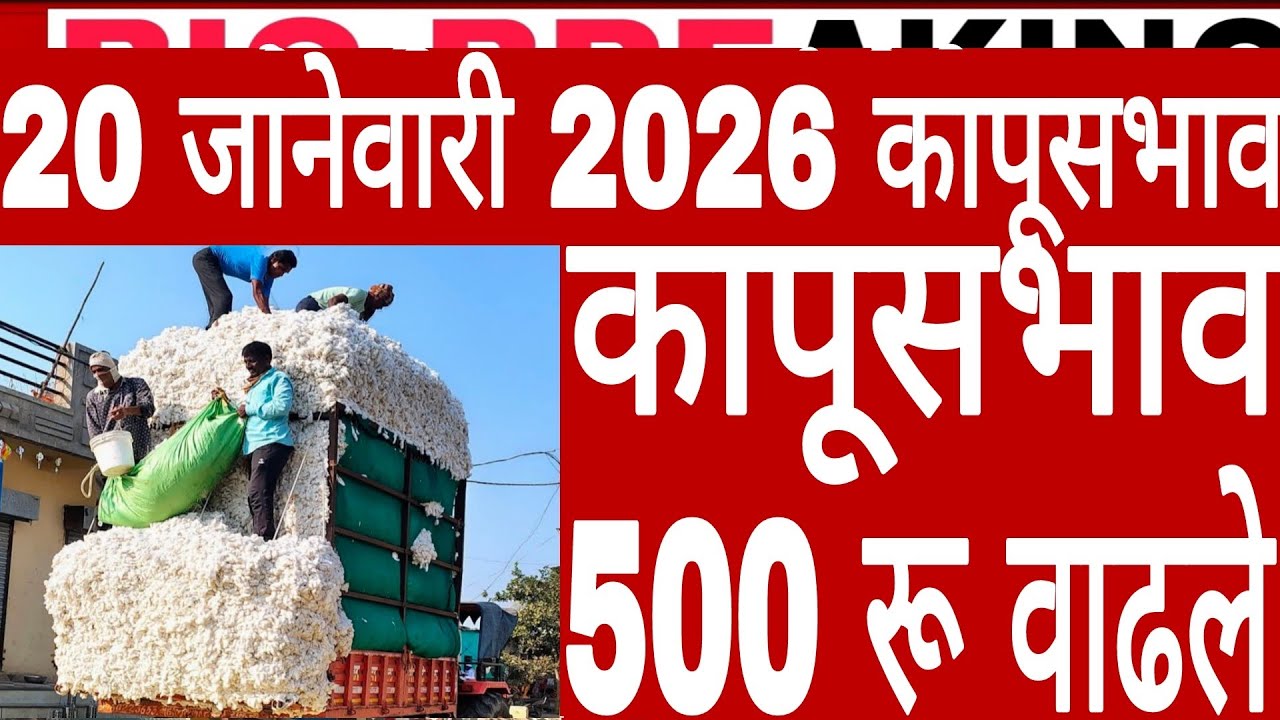 20 जानेवारी 2026 मंगळवार राज्यातील कापूस शेतकऱ्यांना मोठा दिलासा कापूस भाव 500रू वाढले ताजे कापूसभाव