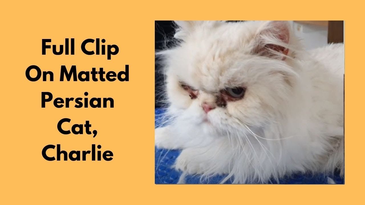 Full Clip On Matted Persian Cat