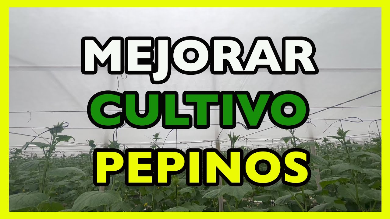 Cultivo exitoso de pepinos en invernadero bajo condiciones de estrés