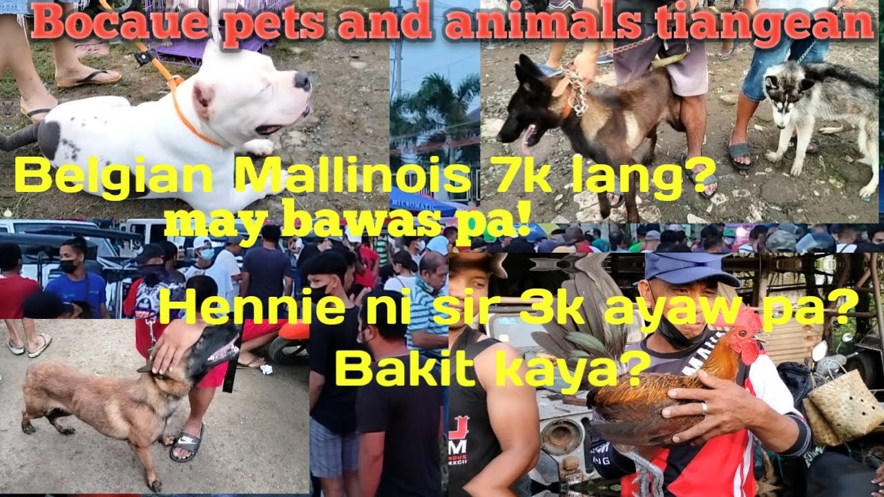 Belgian Mallinois 7k lang? May bawas pa! Hennie ni sir 3k ayaw pa? Pets and Farm Animals Tiangean.