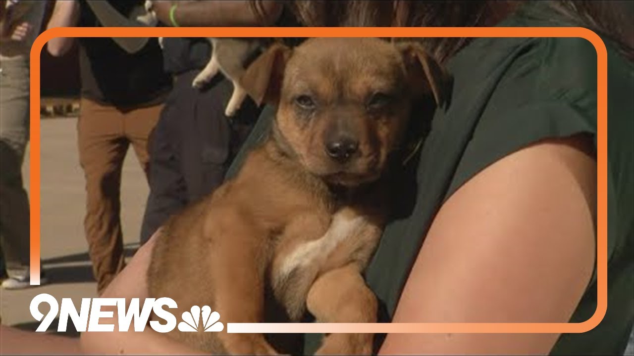 Colorado firefighters pose for puppy rescue calendar
