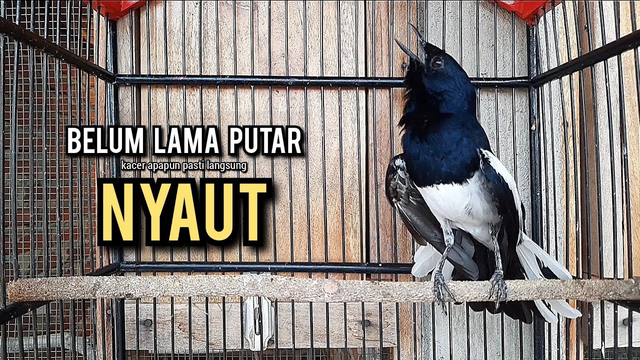 kacer gacor NGEPLONG tarung ini paling ampuh buat PANCINGAN KACER agar EMOSI NYAUT