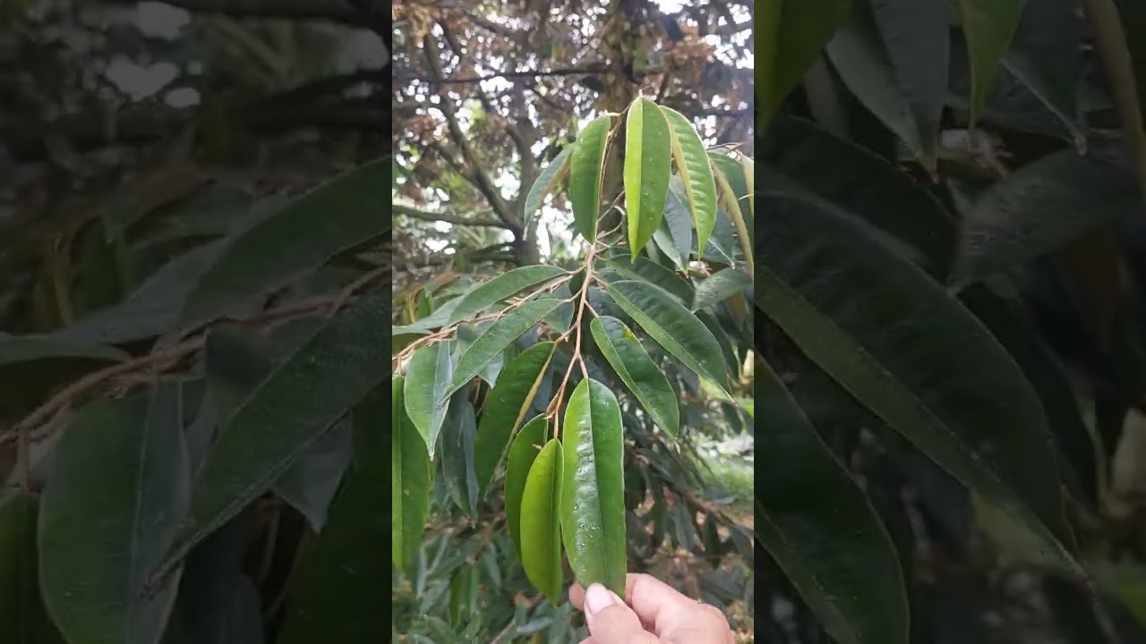 Hôm nay mình phun bộ đậu trái cho sầu riêng gồm những gì .