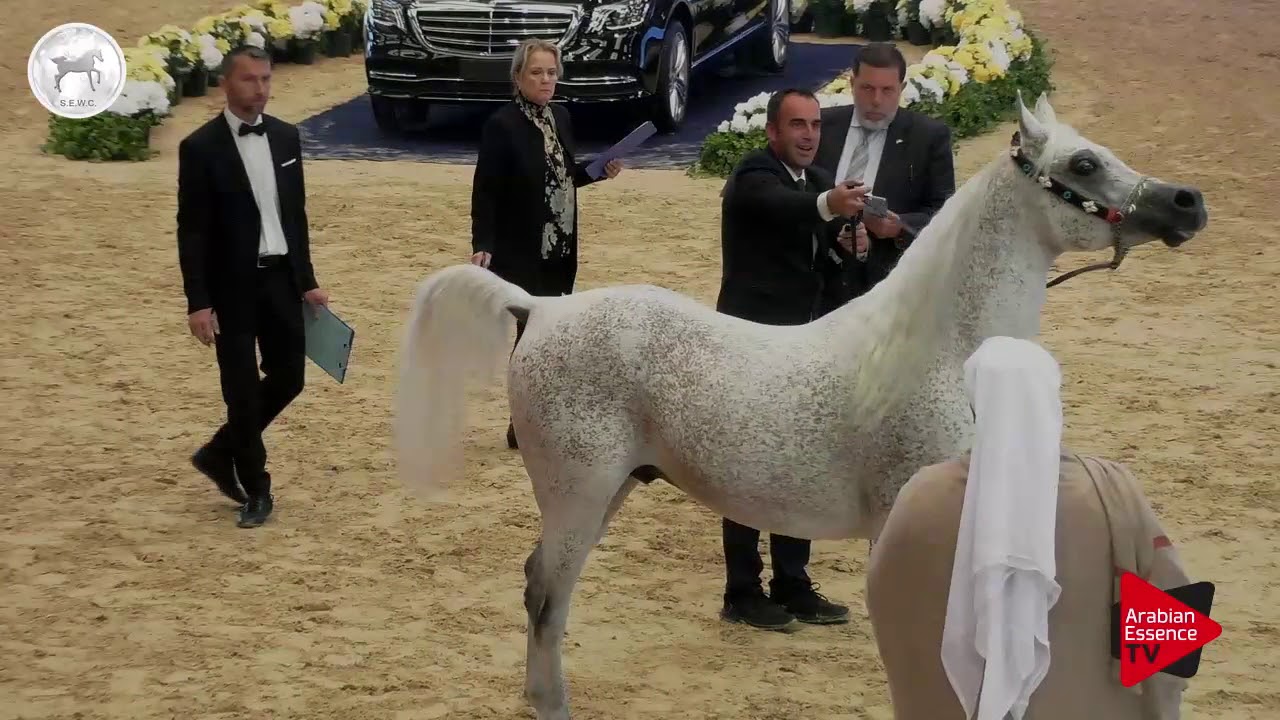 N.74 FAHAD AL RAYYAN - SEWC 2017 - Stallions (Class 5B)