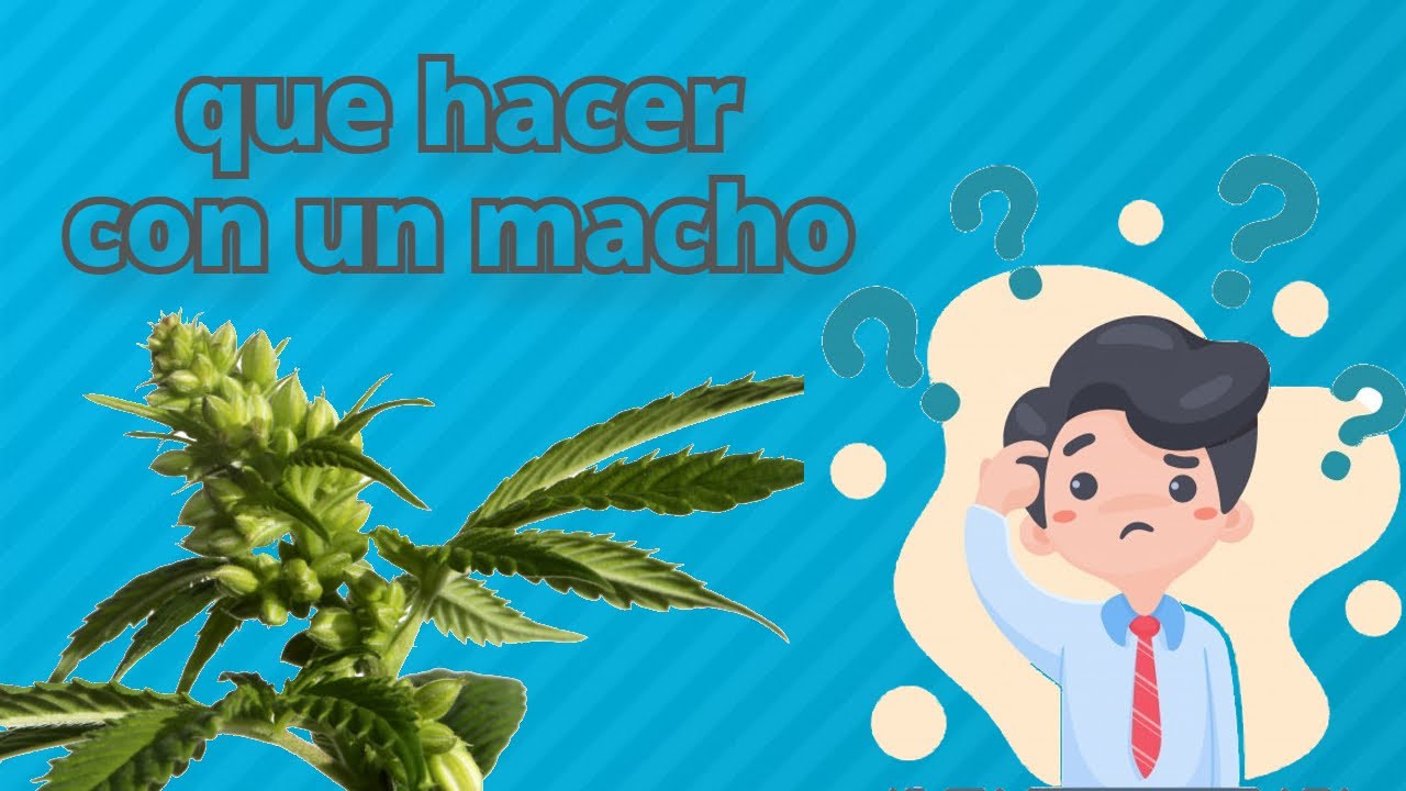 Que hacer con una planta de cannabis macho?