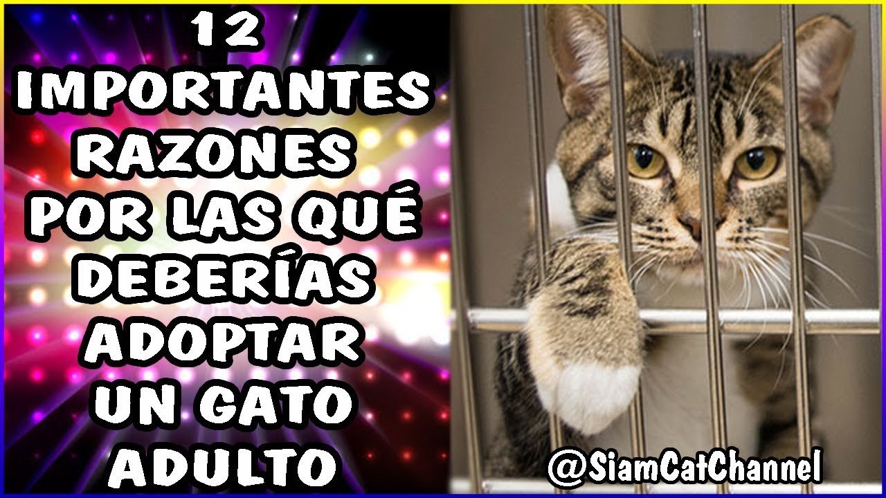Ventajas De Adoptar Un Gato Adulto (12 Importantes Razones) - SiamCatChannel