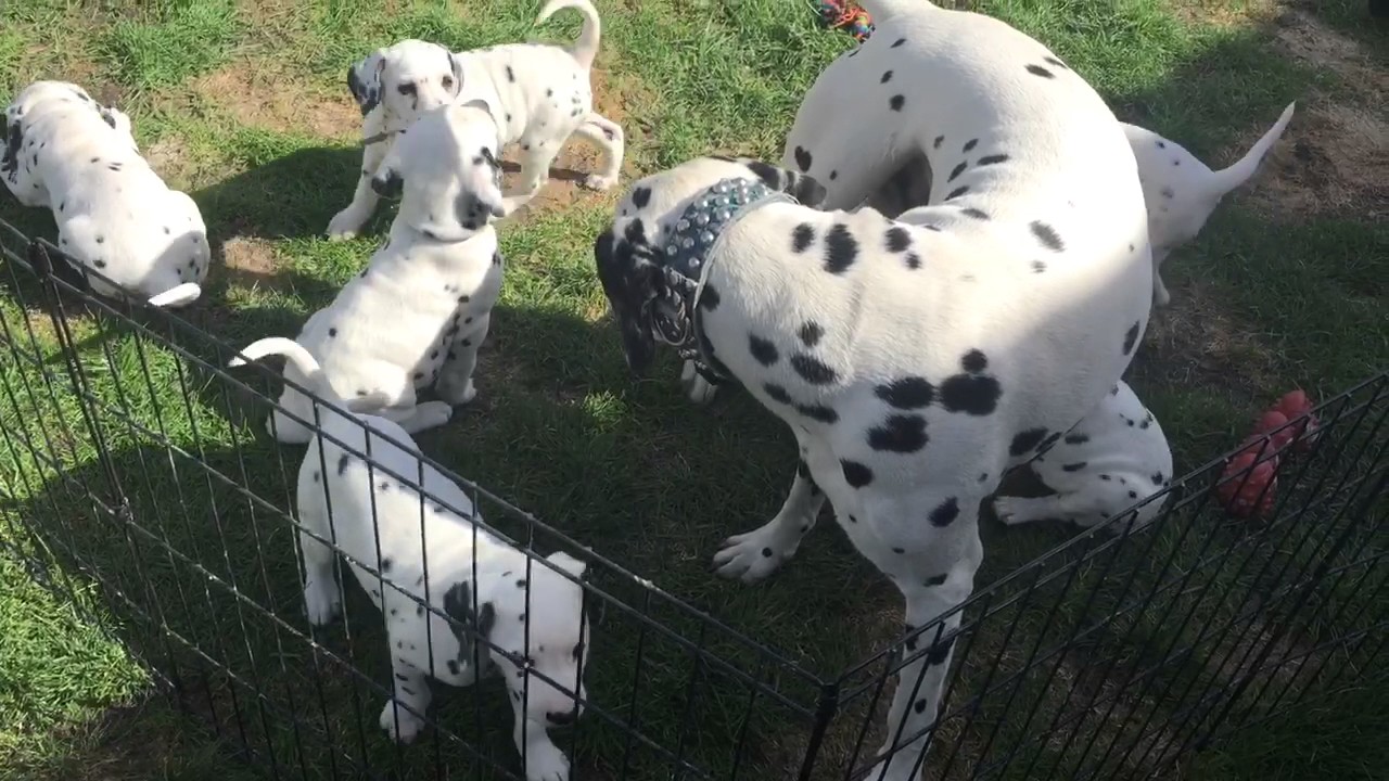 Daddy Dalmatian jumps into puppy pen to bond with his kids!