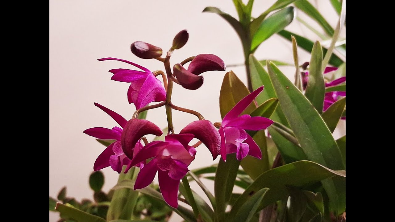 玫红色的澳洲石斛开花了，很靓丽The bright pink Australian dendrobium orchids are in bloom; they're so beautiful!