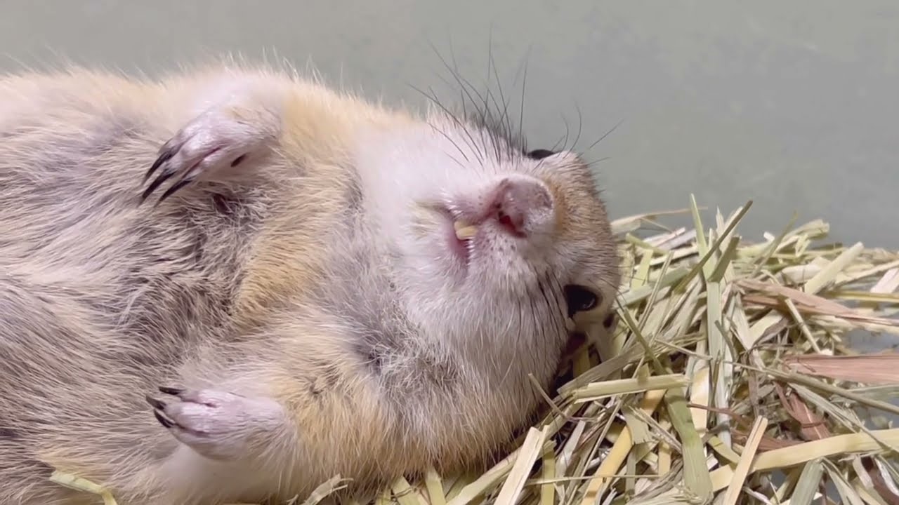 大好きななでなでをやめるとこうなる。※ノーカット
