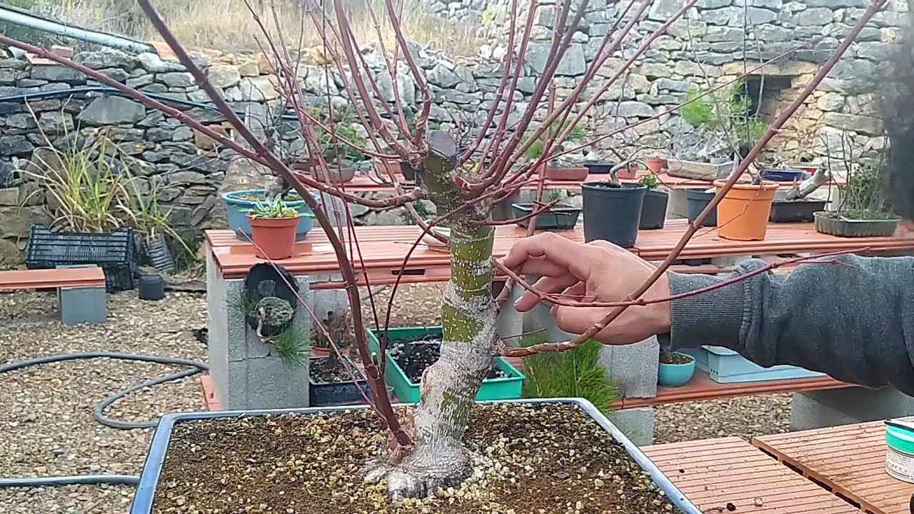 Segunda fase de ramificación de un Acer palmatum