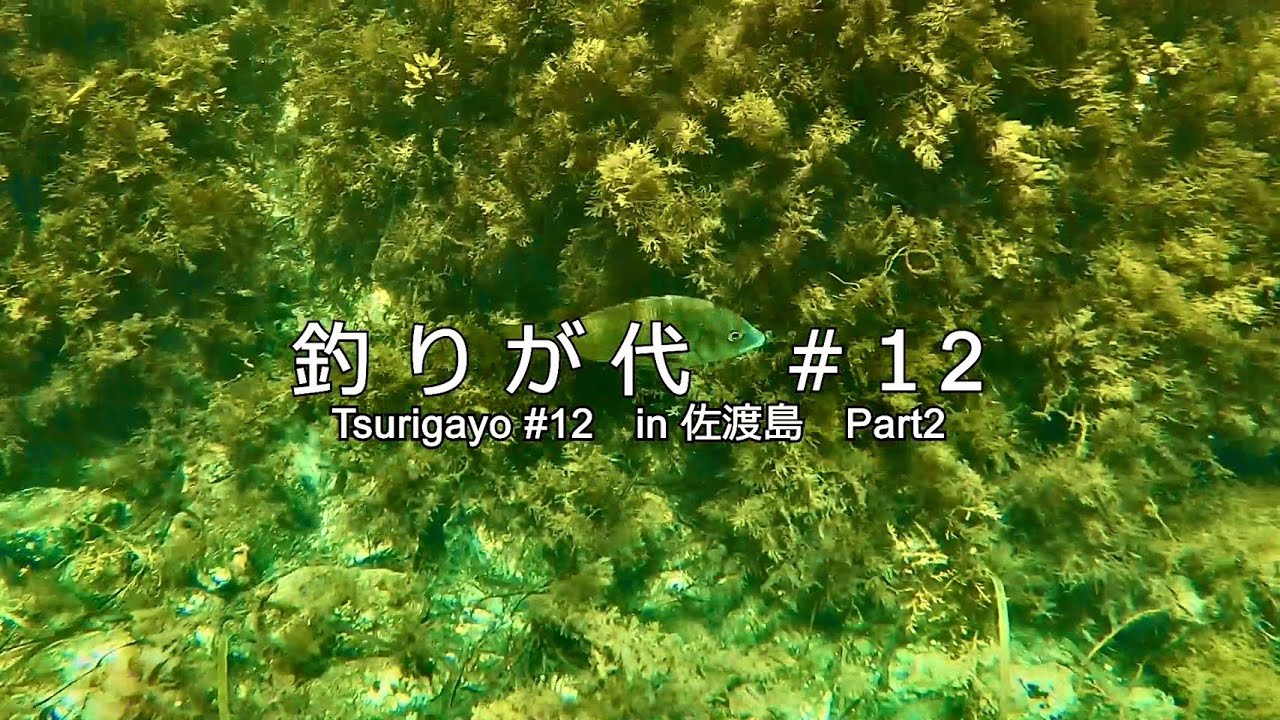 釣りが代＃１２　in 佐渡島　Part２（シュノーケリング編）