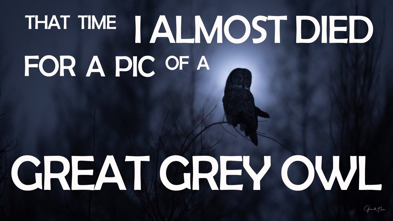 That time I almost died for a Great Grey Owl photo!
