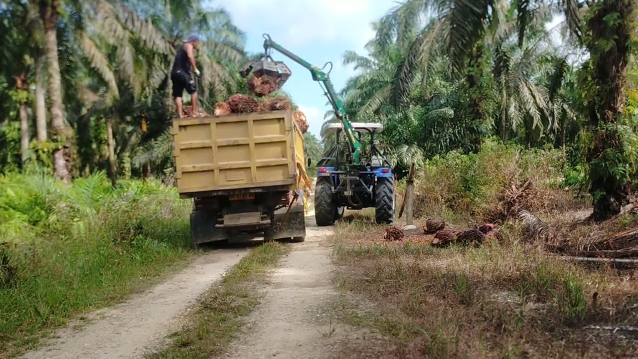 proses pengangkutan buah sawit#viral
