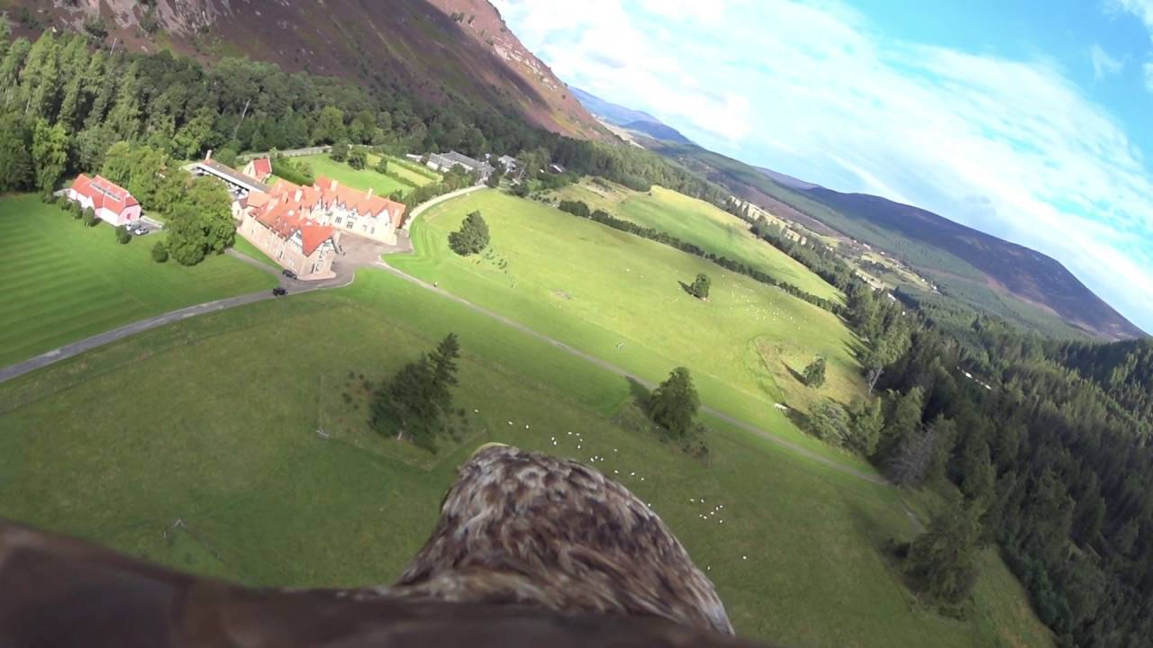 White Tailed Sea Eagle captures amazing footage of Mar Lodge Estate.
